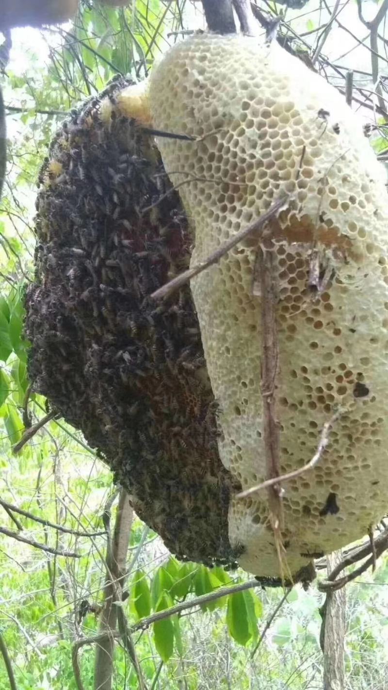 热带野生大挂蜂蜜