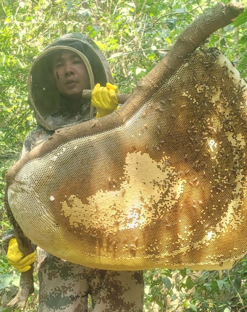 热带野生大挂蜂蜜