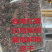 金线莲台湾大叶红霞今年新货无碎超靓促销包邮