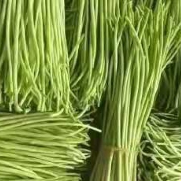 精品芦篙芦笋基地直发良心商家诚信经营