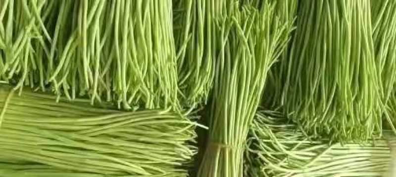 精品芦篙芦笋基地直发良心商家诚信经营