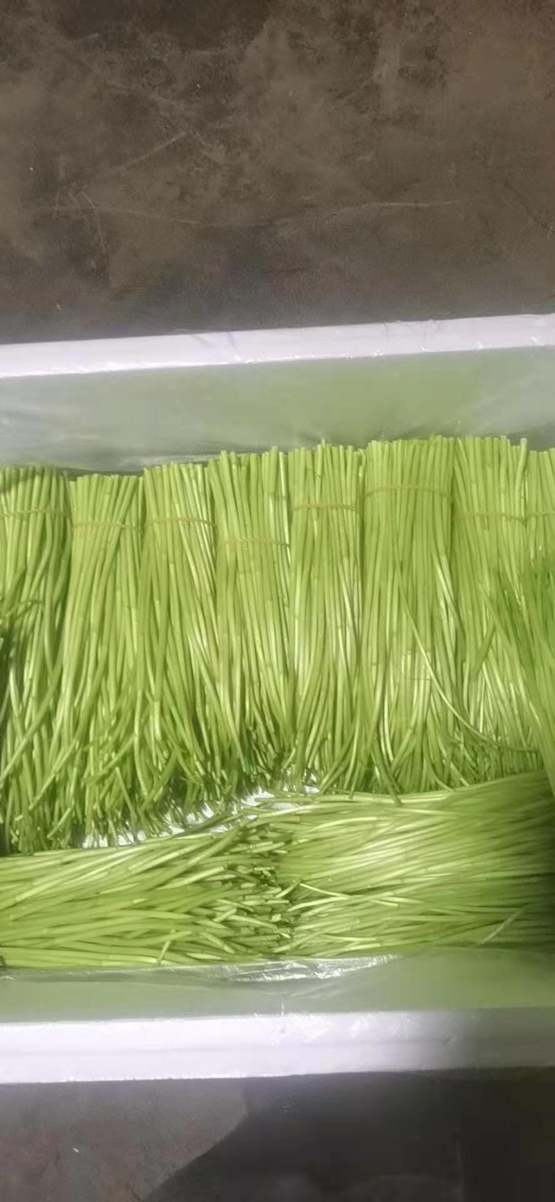 精品芦篙芦笋基地直发良心商家诚信经营