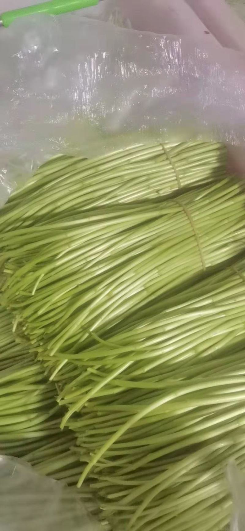 精品芦篙芦笋基地直发良心商家诚信经营
