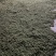 高杆甜黄精黄精种子