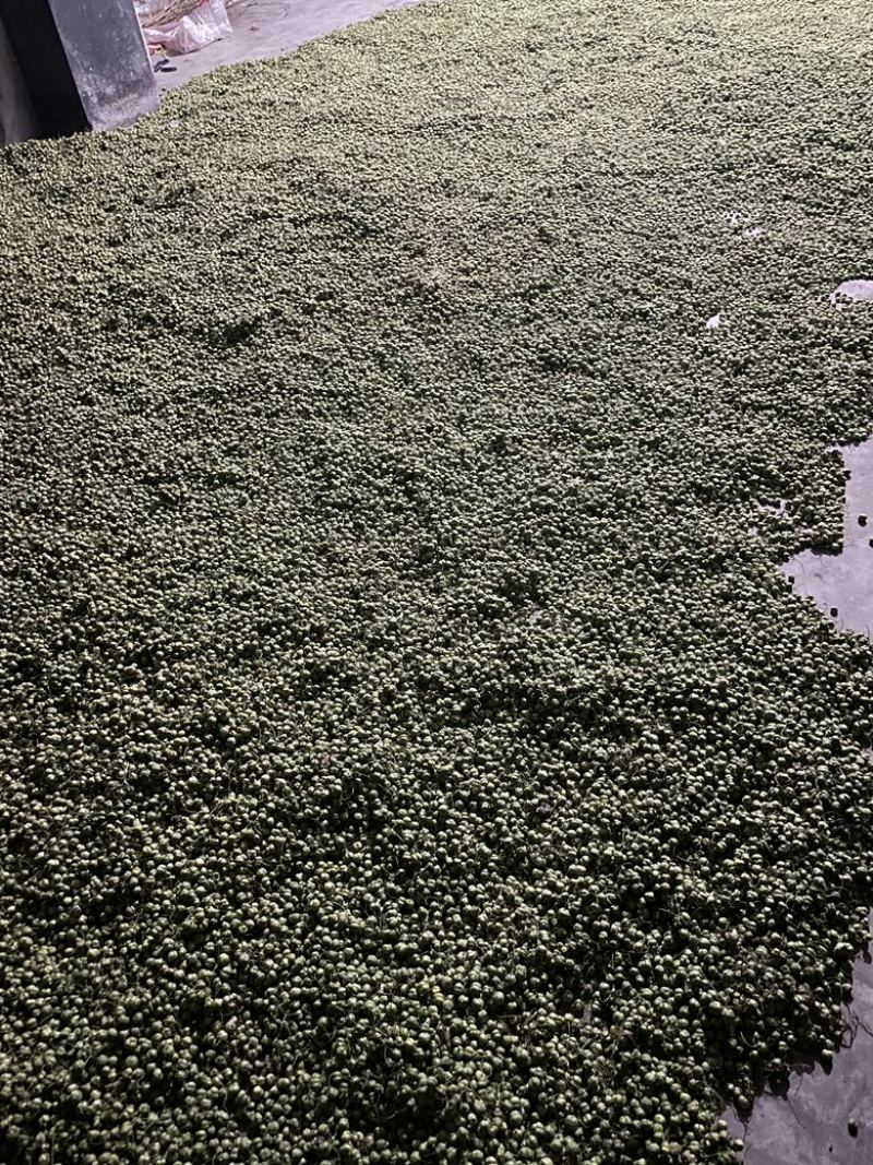 高杆甜黄精黄精种子