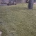 高杆甜黄精黄精种子