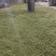 高杆甜黄精黄精种子