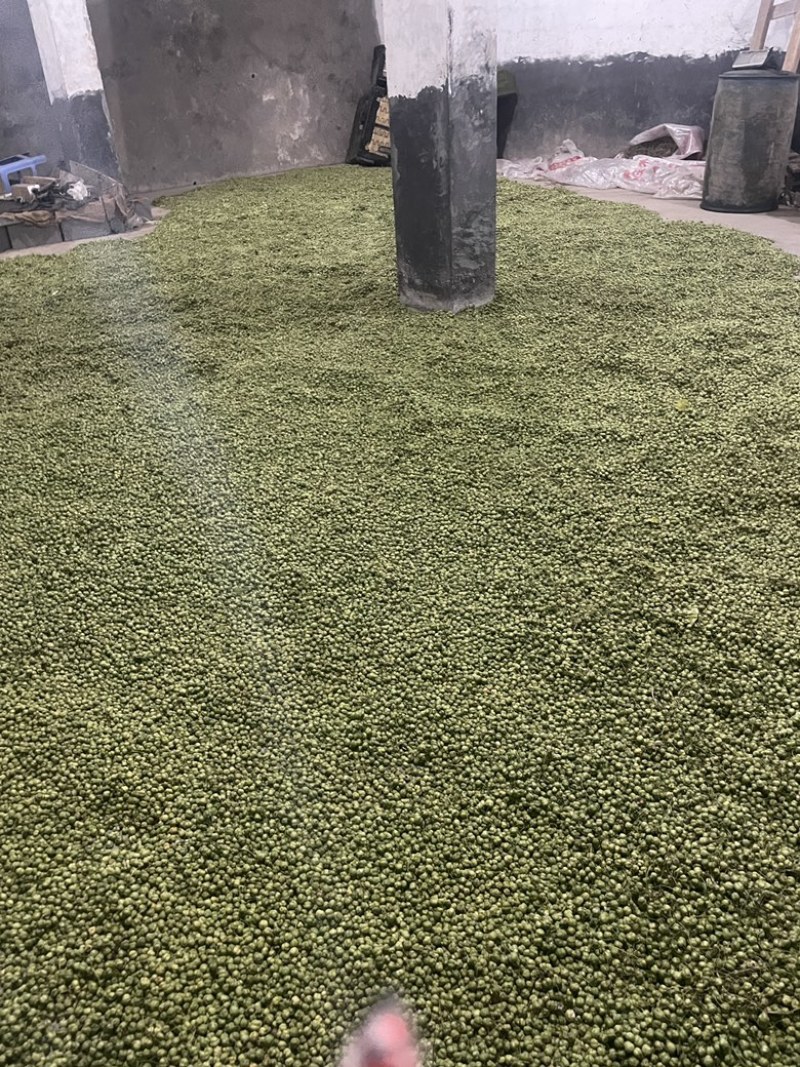 高杆甜黄精黄精种子