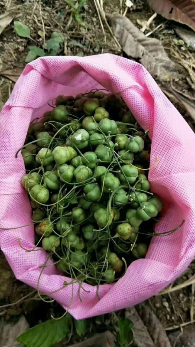 高杆甜黄精黄精种子