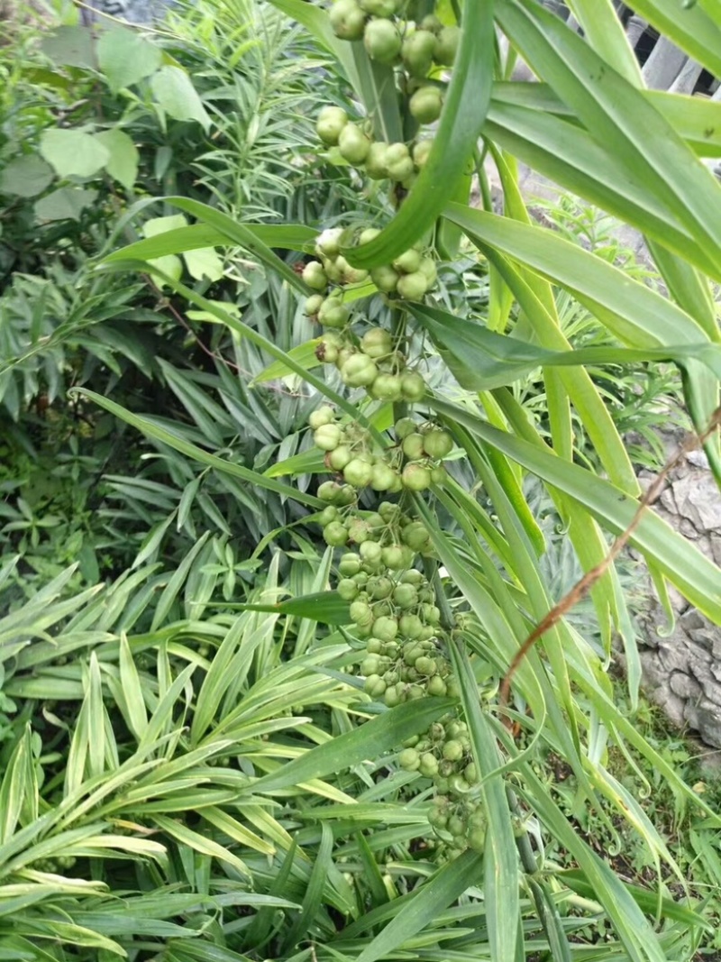 高杆甜黄精黄精种子