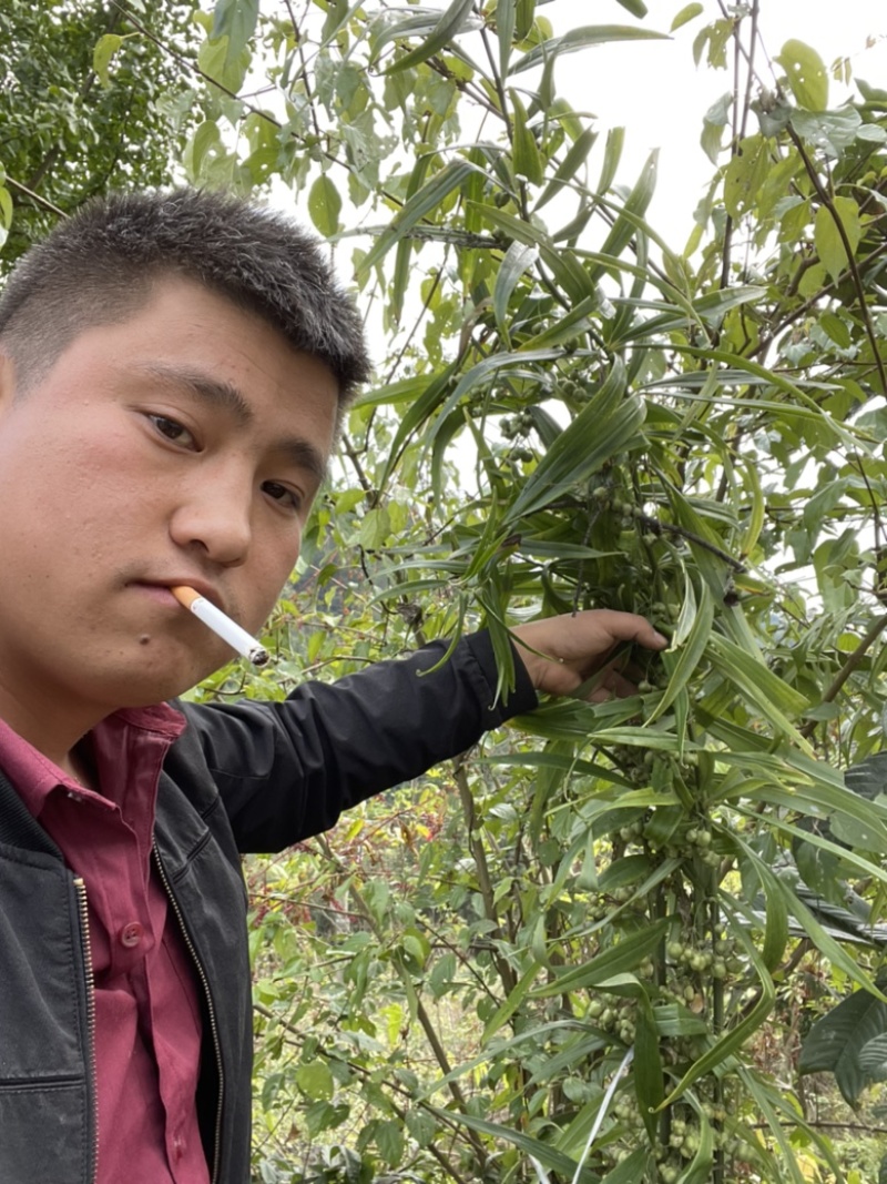 高杆甜黄精黄精种子