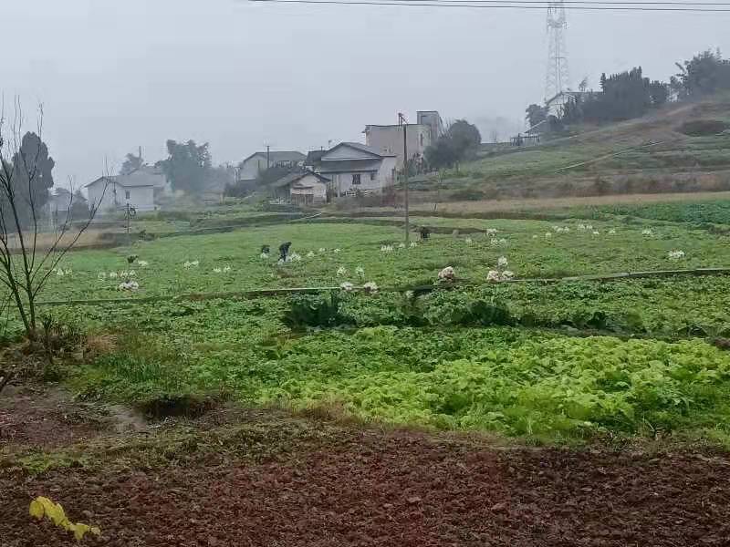重庆綦江赶水萝卜