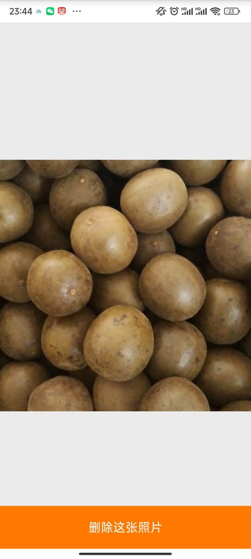 广西桂林罗汉果永福罗汉果大果鲜果大量有货欢迎咨询采购