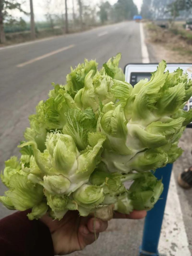 儿菜，多子菜，娃娃头，一手货源，保质保量，销售全国各地