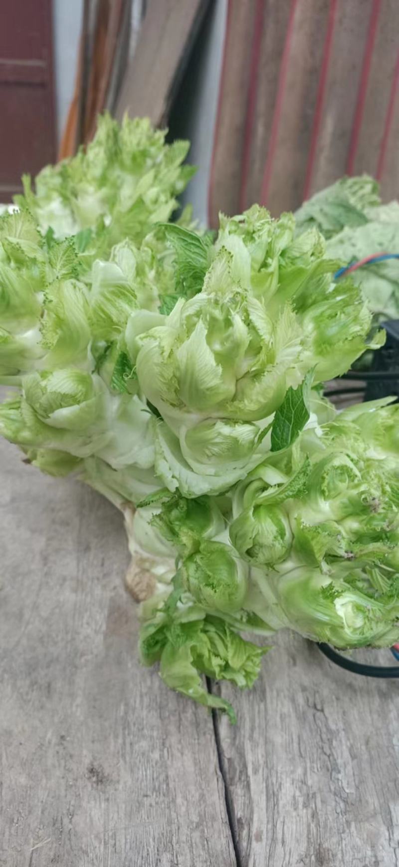 儿菜，多子菜，娃娃头，一手货源，保质保量，销售全国各地