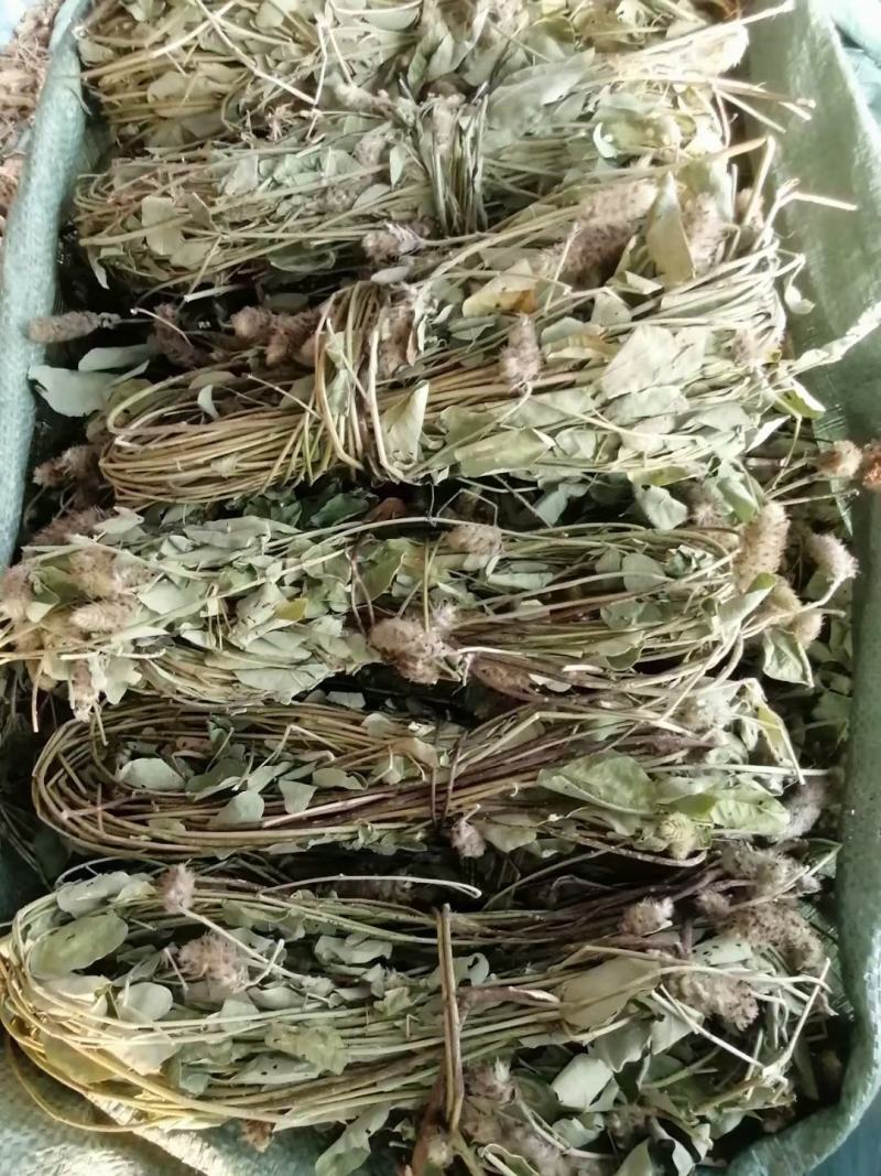 广东本地狸尾草（羊咩香）干货干货干货干货干货