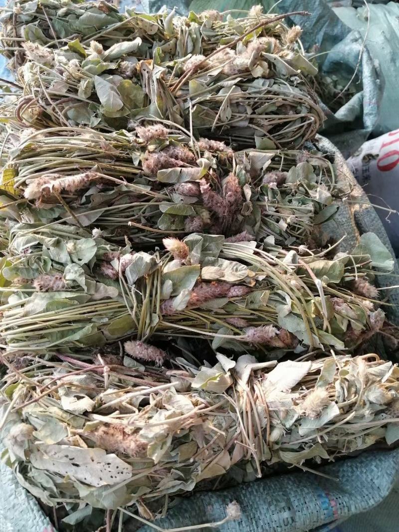 广东本地狸尾草（羊咩香）干货干货干货干货干货