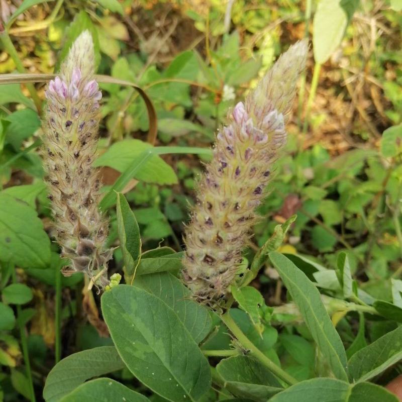 广东本地狸尾草（羊咩香）干货干货干货干货干货