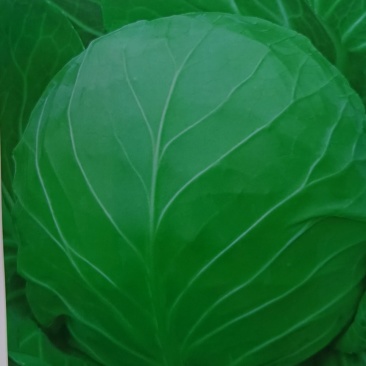 甘蓝，扁包，奥奇那扁包，中甘21系列，小铁头