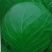 甘蓝，扁包，奥奇那扁包，中甘21系列，小铁头