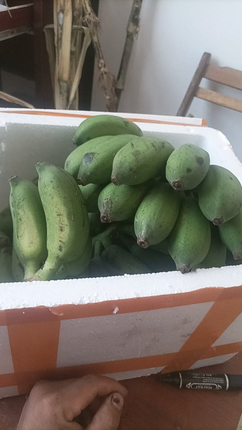 一件代发，广西小米蕉好货，一级货包邮，现摘现发，包售后