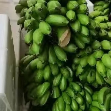 一件代发，广西小米蕉好货，一级货包邮，现摘现发，包售后