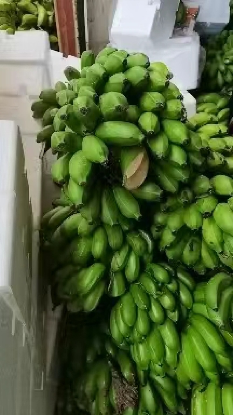 一件代发，广西小米蕉好货，一级货包邮，现摘现发，包售后