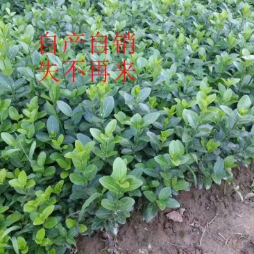 冬青苗冬青床苗基地一手货源现起苗保鲜发货