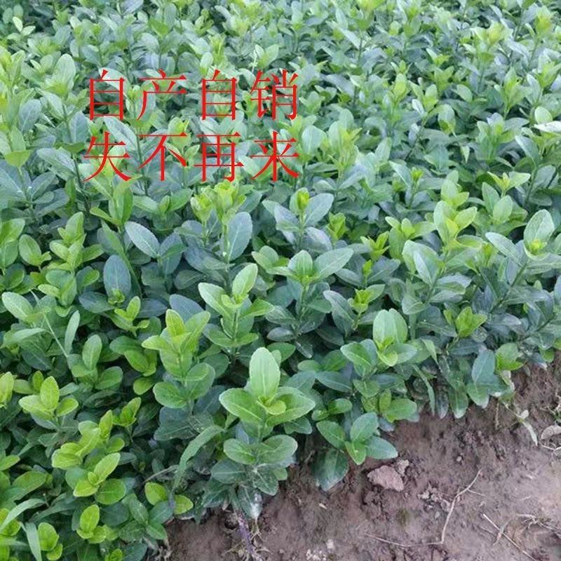 冬青苗冬青床苗基地一手货源现起苗保鲜发货