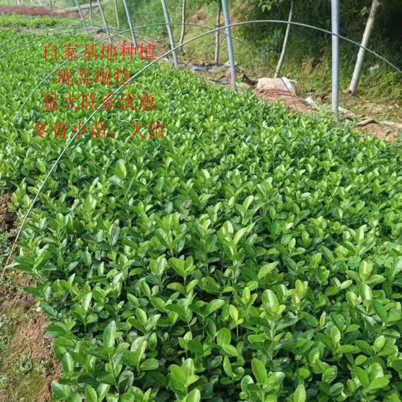 冬青苗冬青床苗基地一手货源现起苗保鲜发货