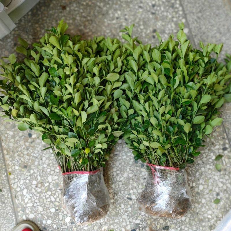 冬青苗冬青床苗基地一手货源现起苗保鲜发货