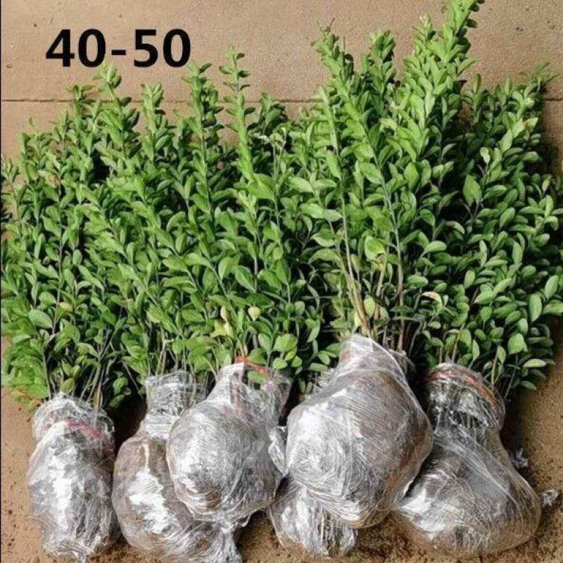 冬青苗冬青床苗基地一手货源现起苗保鲜发货