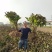 双十一，菏泽牡丹花苗，几十个品种，现起苗现发货，货源充足