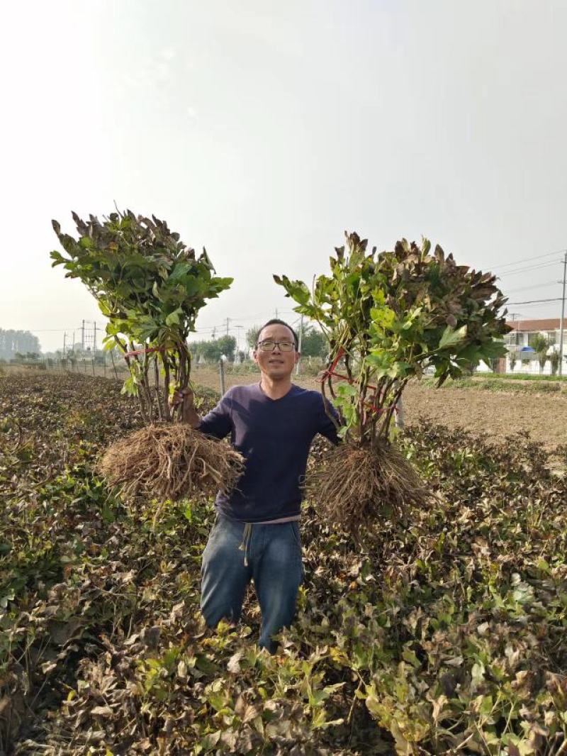 双十一，菏泽牡丹花苗，几十个品种，现起苗现发货，货源充足