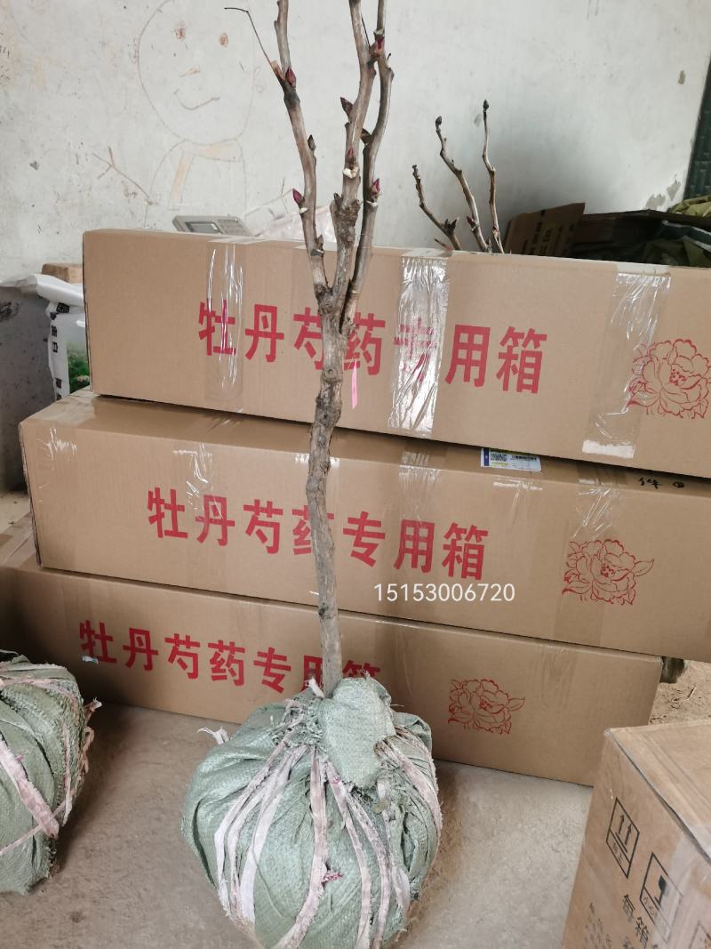 双十一，菏泽牡丹花苗，几十个品种，现起苗现发货，货源充足