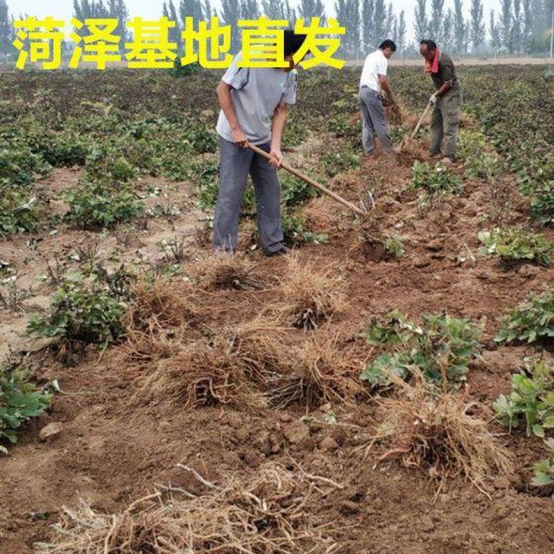 双十一，菏泽牡丹花苗，几十个品种，现起苗现发货，货源充足