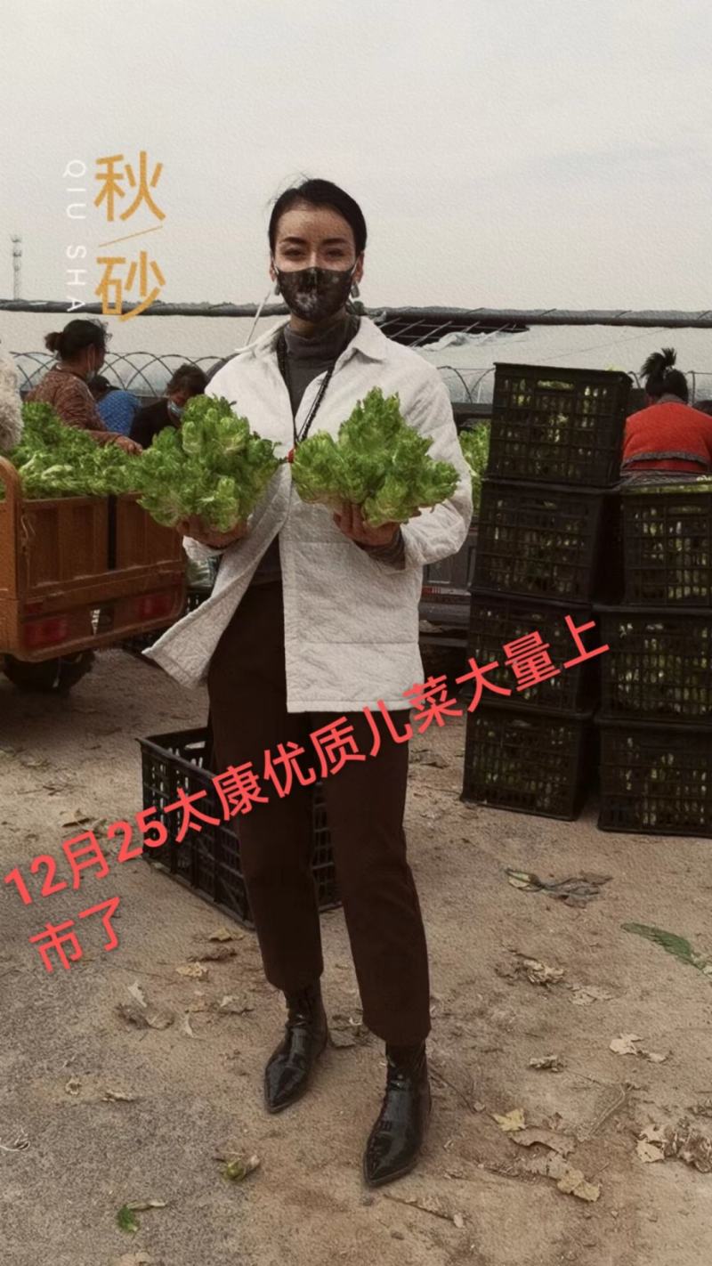 优质儿菜大量上市，货源充足，品质保证，可长期供货