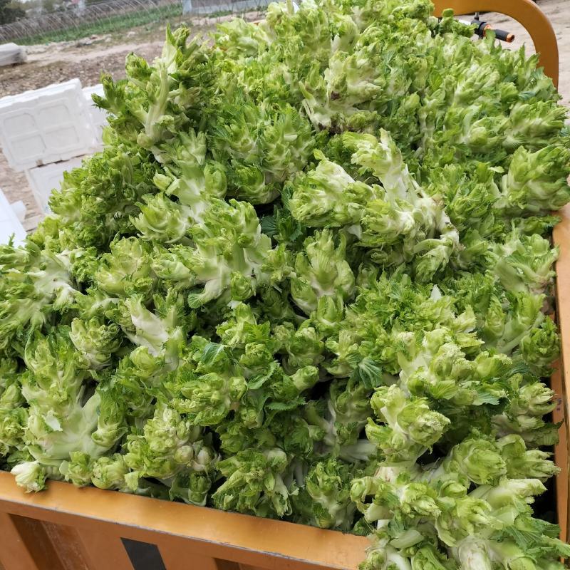 优质儿菜大量上市，货源充足，品质保证，可长期供货