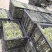 优质儿菜大量上市，货源充足，品质保证，可长期供货