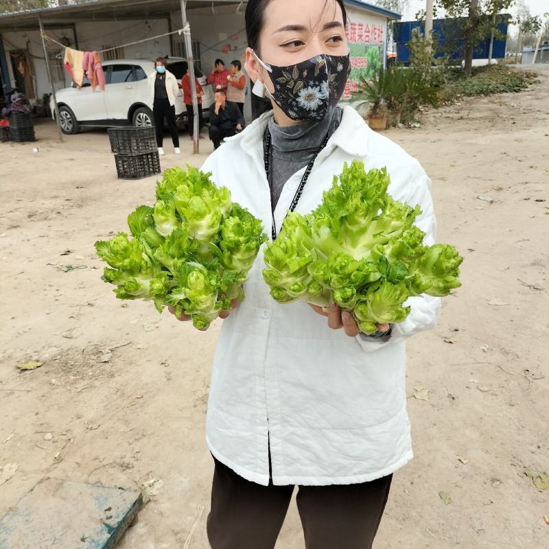 优质儿菜大量上市，货源充足，品质保证，可长期供货