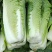 大白菜
