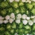 大白菜