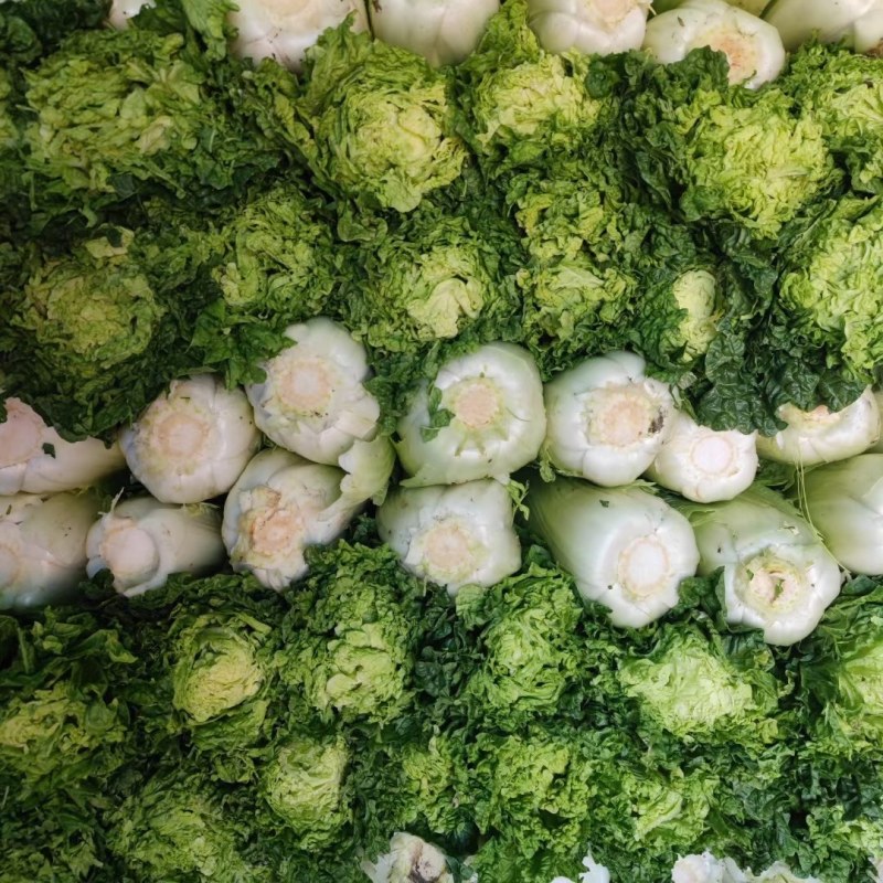 大白菜