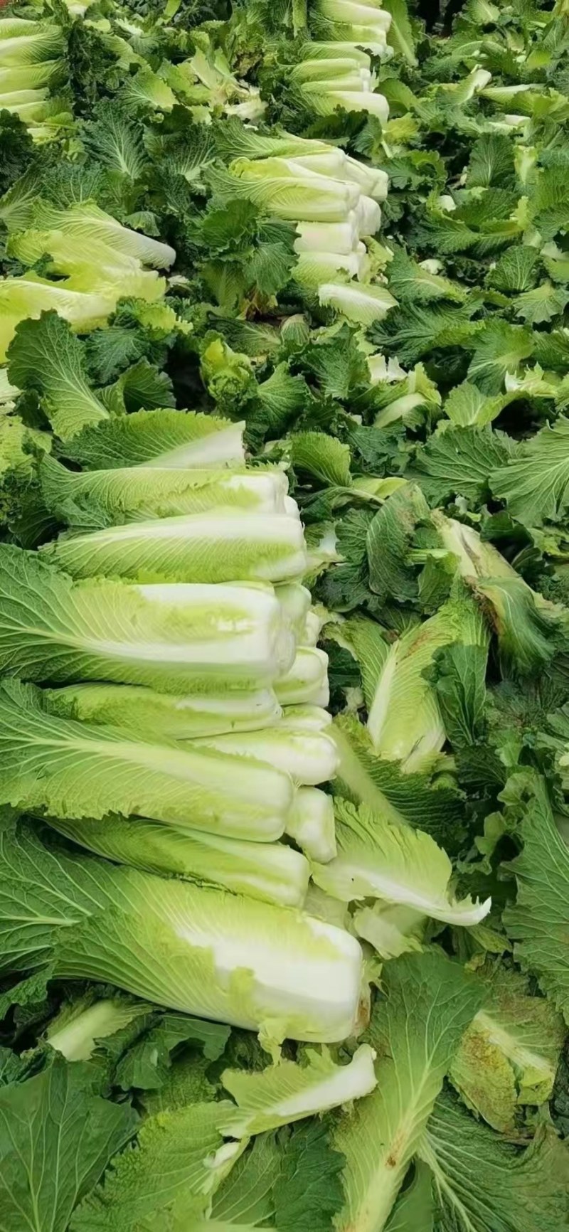 大白菜