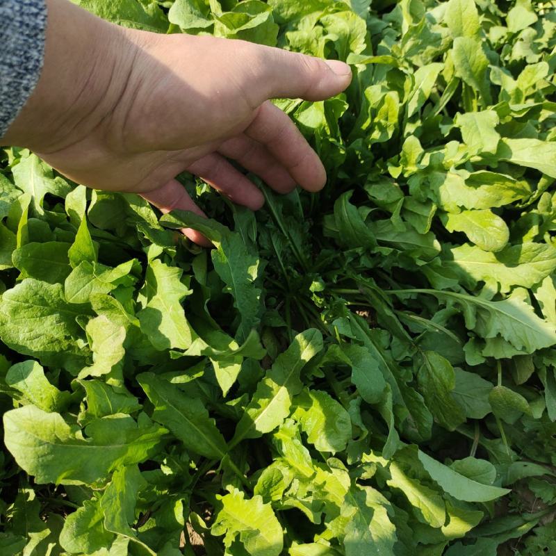 鲜荠荠菜