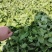 鲜荠荠菜