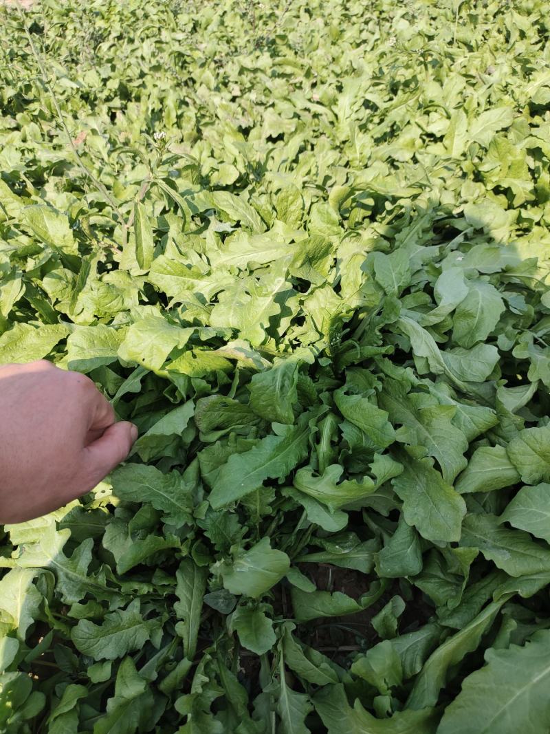 鲜荠荠菜