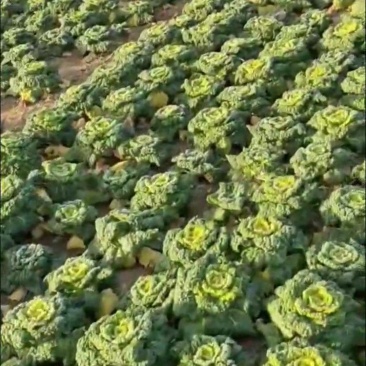 黄心乌黄心菜供应各种包装