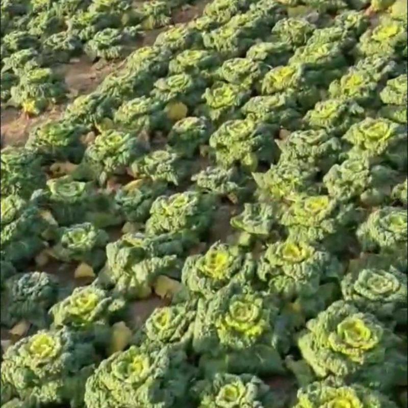 黄心乌黄心菜供应各种包装