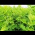 原产南阳品大叶干艾根，新货足干，价格实惠下单包邮